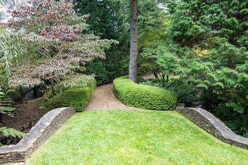 pathway with trees and shrubs